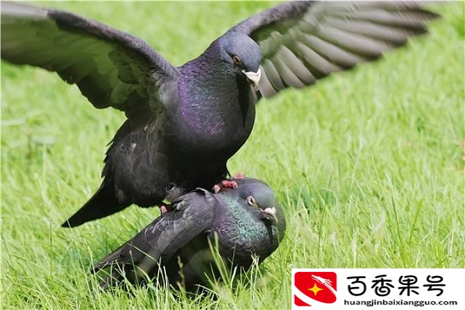 怎样养鸽子繁殖快