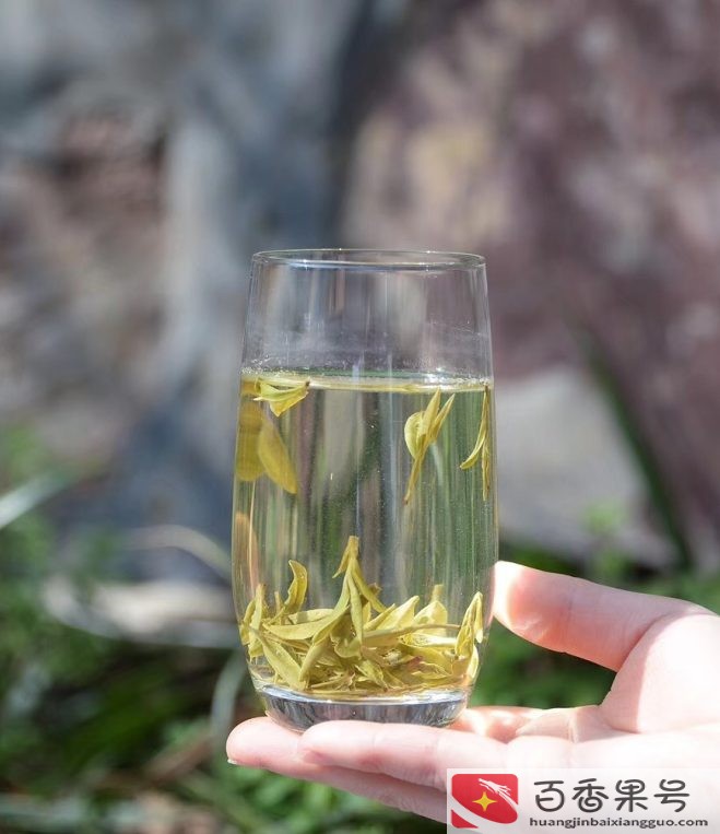 西湖龙井是绿茶吗