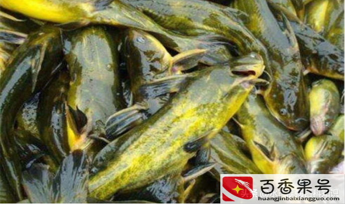养殖什么鱼利润高
