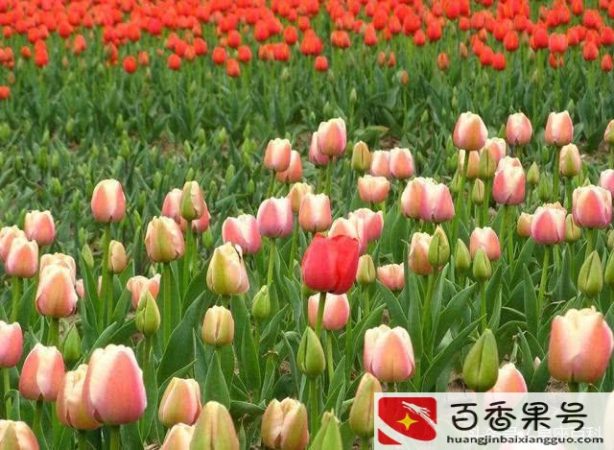 上等命的出生月份是什么意思