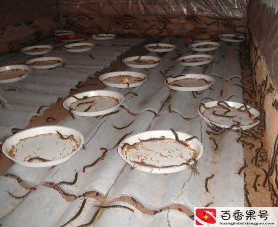 养蜈蚣能挣钱吗