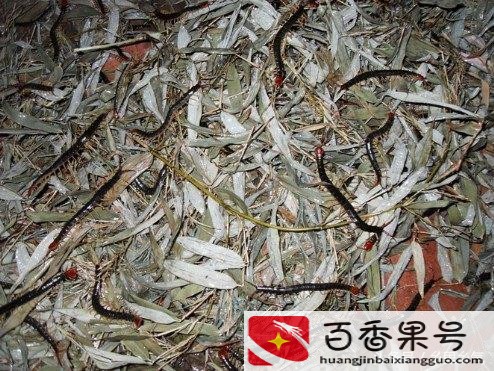 养蜈蚣能挣钱吗