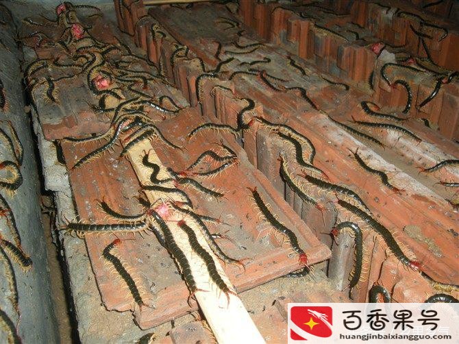 养蜈蚣能挣钱吗