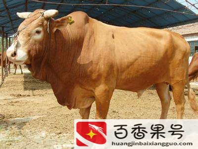 中国五大黄牛品种哪个最好