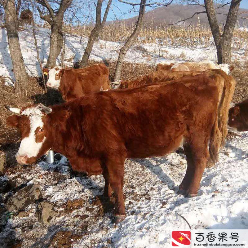 中国五大黄牛品种哪个最好