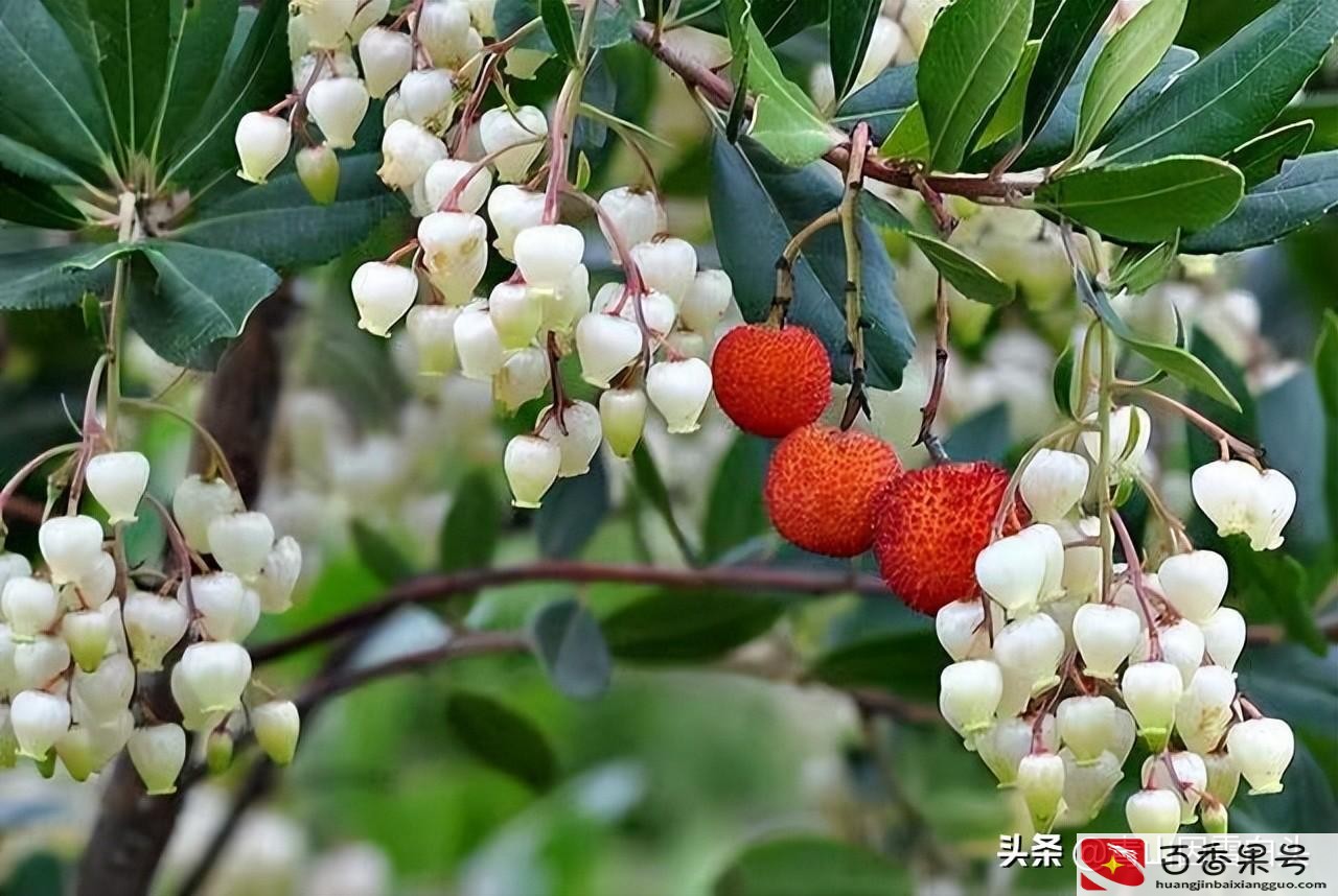 未来十年种什么树最赚钱