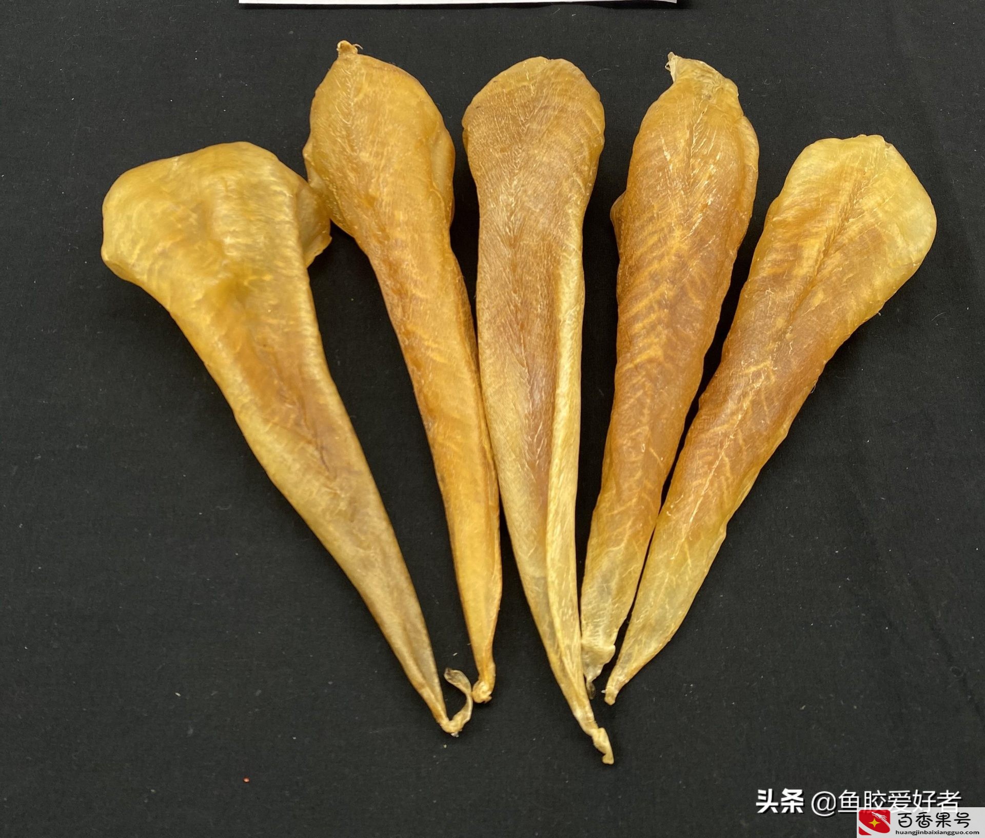 花胶好还是鱼胶好