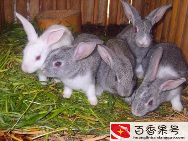 我想养兔子到哪里销路