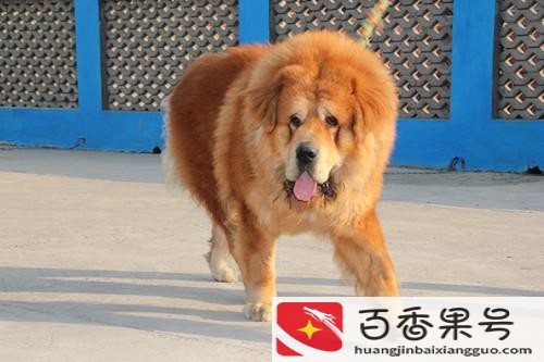 藏獒多少钱一只纯种