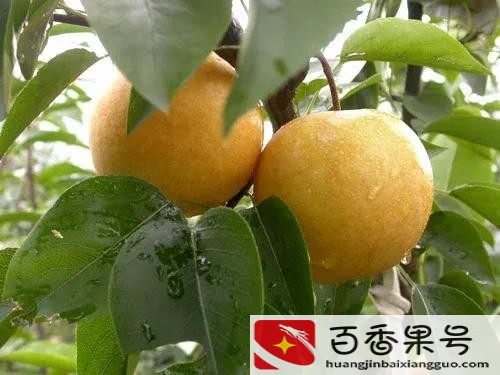 上海必买的十大特产