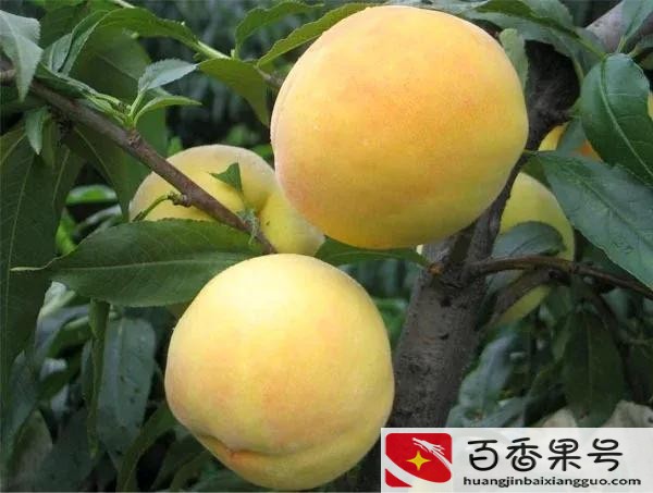 上海必买的十大特产