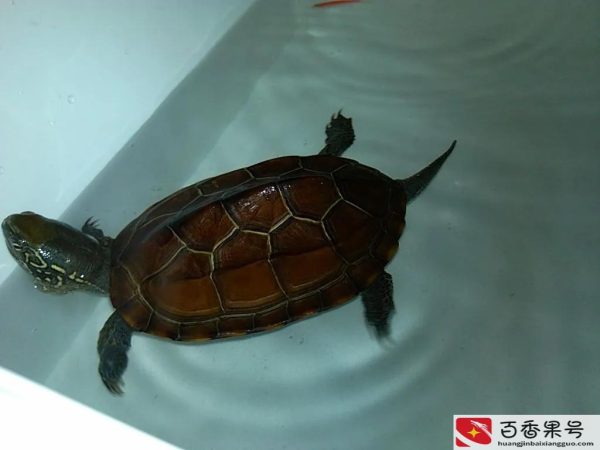 家里养乌龟好不好