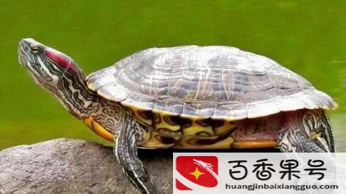 家里养乌龟好不好