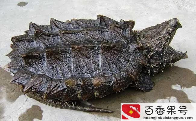 家里养乌龟好不好
