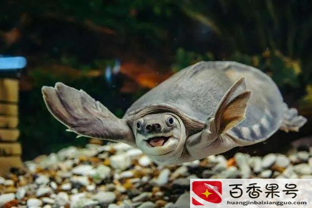 家里养乌龟好不好