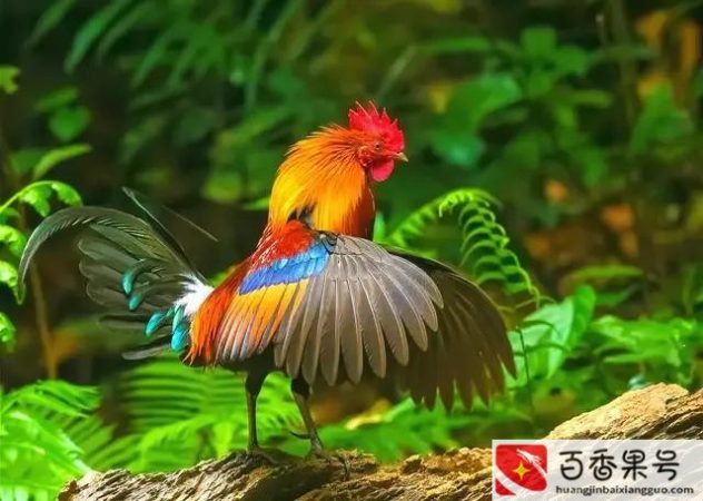 农村养殖业什么最赚钱