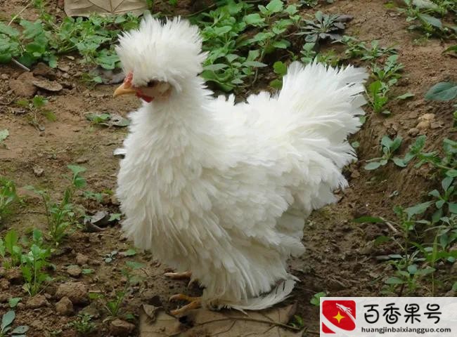 农村养殖业什么最赚钱