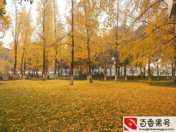 电子科技大学为什么排名这么低