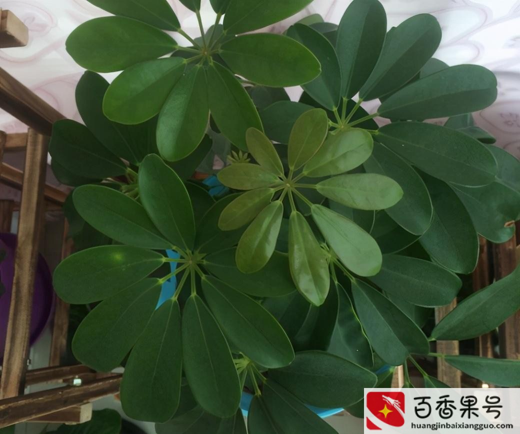 家中养什么植物聚财旺财