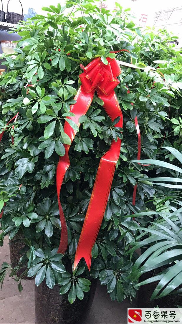 家中养什么植物聚财旺财