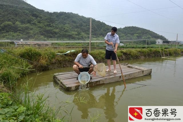 一亩鱼塘赚了5万元？为什么养泥鳅十养九亏？