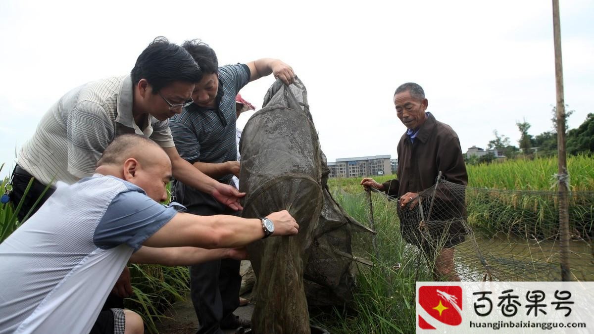 一亩鱼塘赚了5万元？为什么养泥鳅十养九亏？