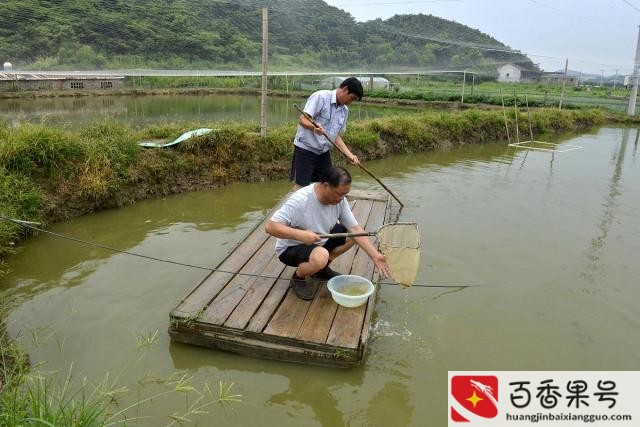 一亩鱼塘赚了5万元？为什么养泥鳅十养九亏？