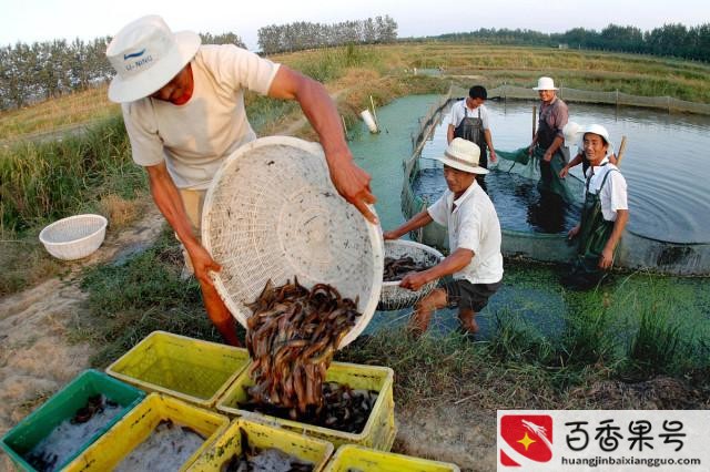 一亩鱼塘赚了5万元？为什么养泥鳅十养九亏？
