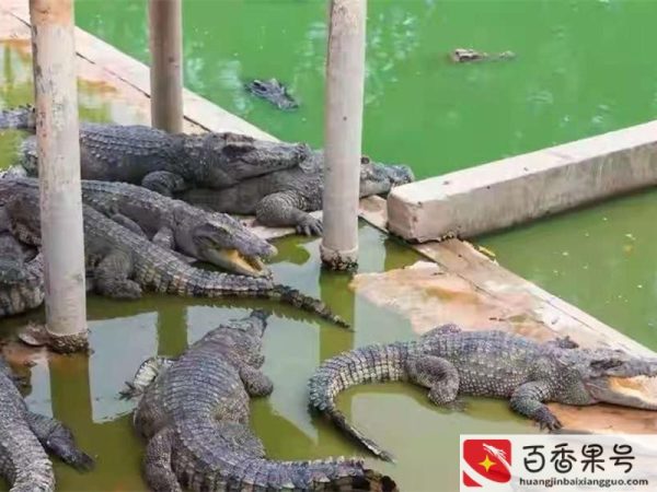 千万不要养鳄鱼