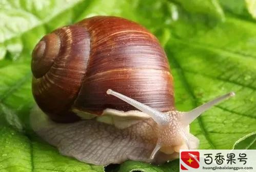 养蜗牛有风险吗