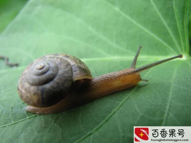 养蜗牛有风险吗