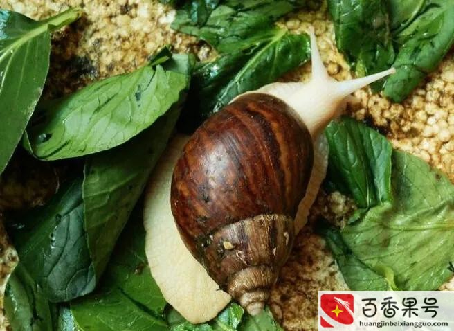 养蜗牛有风险吗