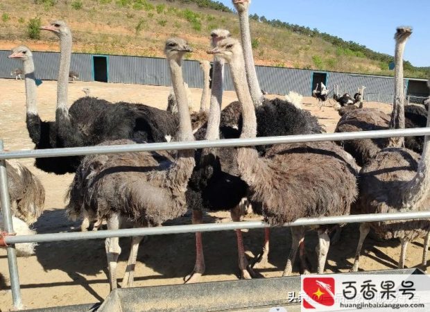 鸵鸟养大了有人回收吗