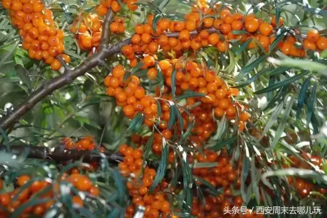 陕西特产有哪些土特产