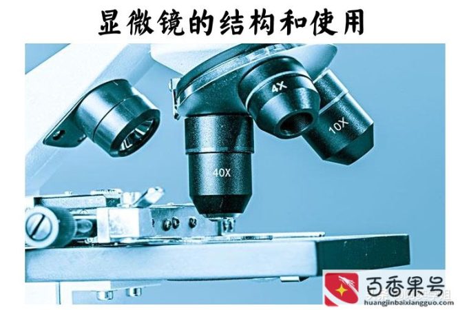 光学显微镜能看到什么