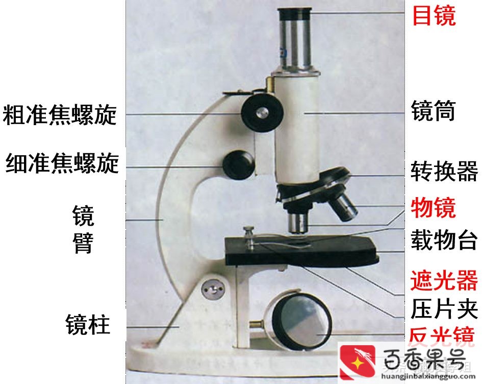 光学显微镜能看到什么