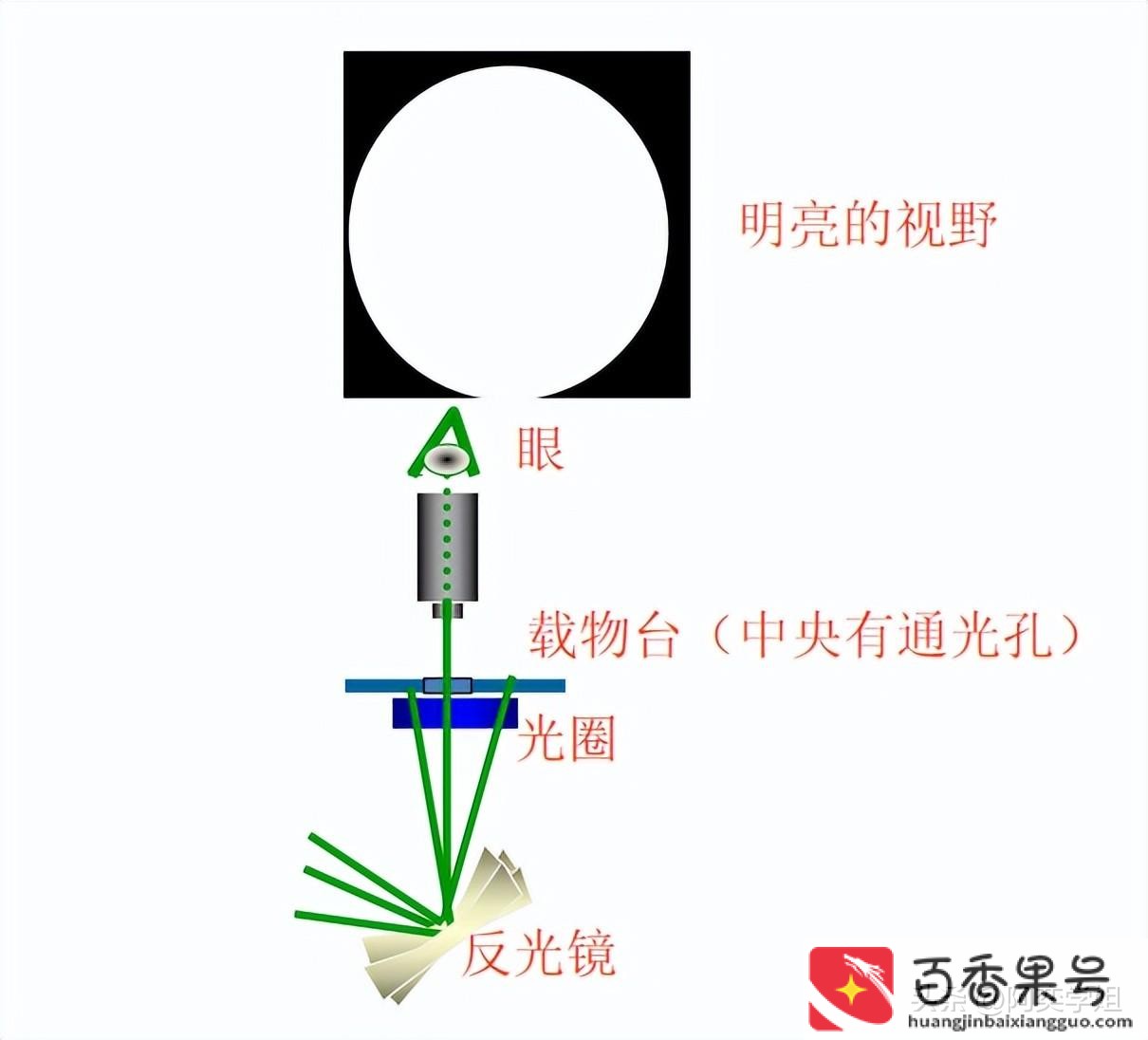 光学显微镜能看到什么
