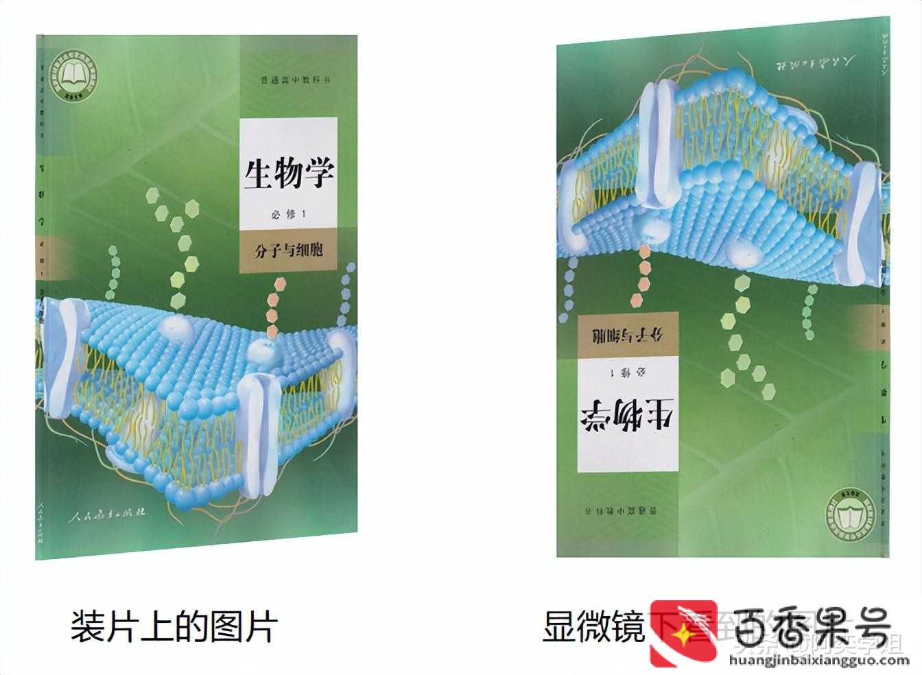 光学显微镜能看到什么