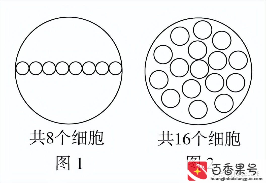 光学显微镜能看到什么