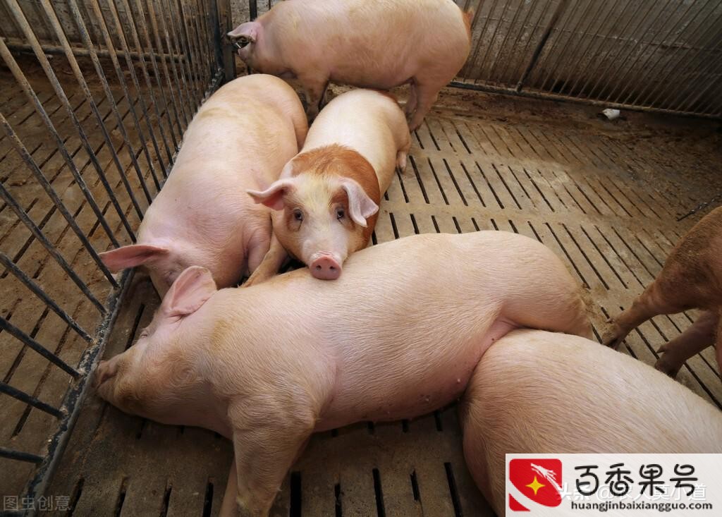现在养猪还行吗还能赚到钱吗