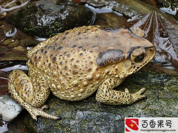 农村常见的蛙类？农村蛙类大全有哪些？