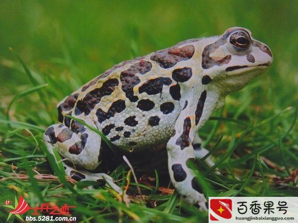 农村常见的蛙类？农村蛙类大全有哪些？