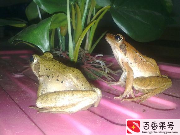 农村常见的蛙类？农村蛙类大全有哪些？