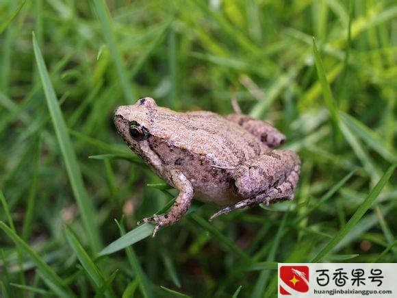 农村常见的蛙类？农村蛙类大全有哪些？