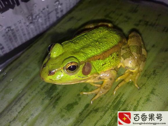 农村常见的蛙类？农村蛙类大全有哪些？