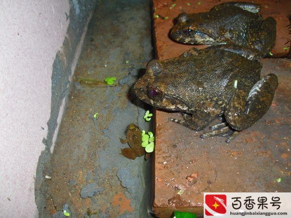 农村常见的蛙类？农村蛙类大全有哪些？