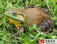 农村常见的蛙类？农村蛙类大全有哪些？