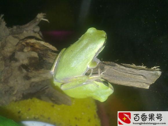 农村常见的蛙类？农村蛙类大全有哪些？