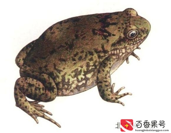 农村常见的蛙类？农村蛙类大全有哪些？