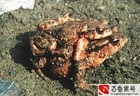 农村常见的蛙类？农村蛙类大全有哪些？
